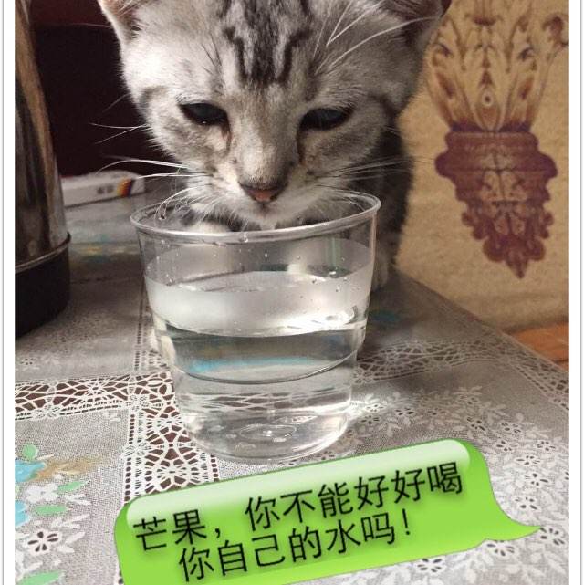 购买假希腊地址证明